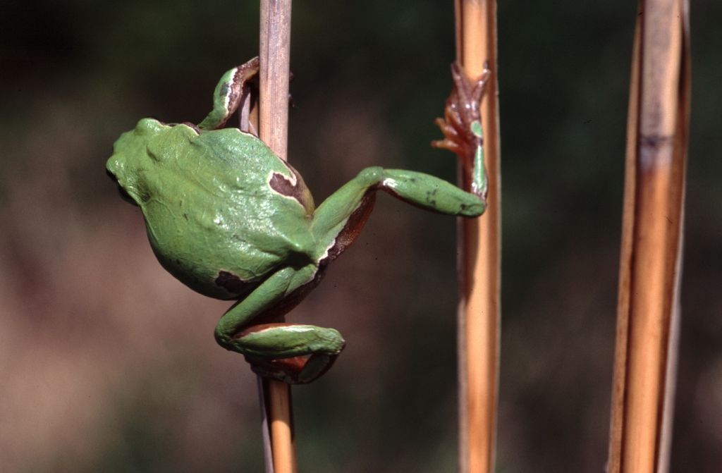 European tree frog Hyla arborea (Linnaeus, 1758)